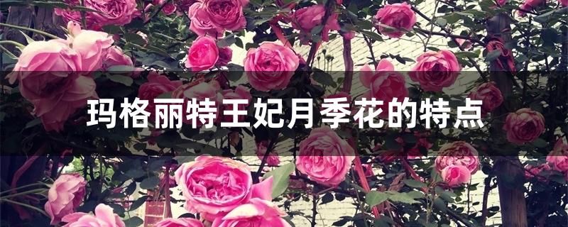 玛格丽特王妃月季花的特点