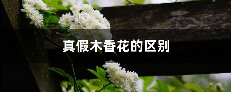 真假木香花的区别