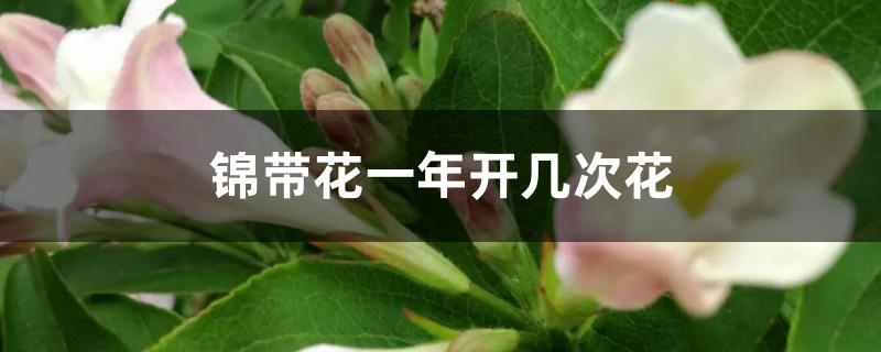 锦带花一年开几次花