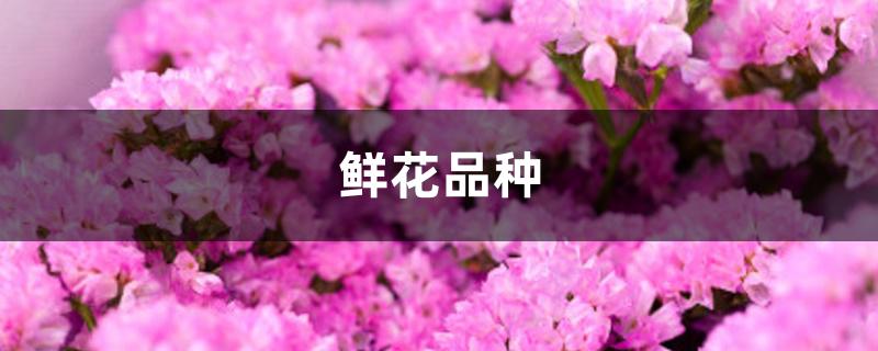 鲜花品种