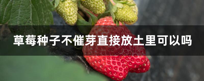 草莓种子不催芽直接放土里可以吗