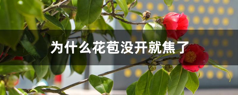 为什么花苞没开就焦了 为什么花苞没开就焦了