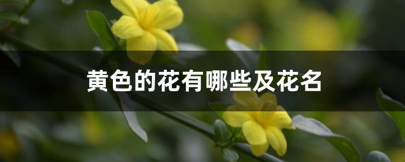 黄色的花有哪些及花名