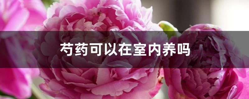 芍药可以在室内养吗