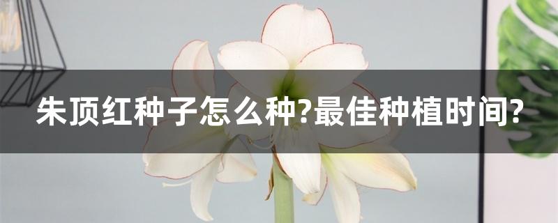 朱顶红种子怎么种?最佳种植时间?