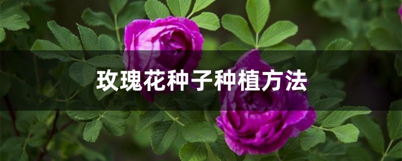 玫瑰花种子种植方法
