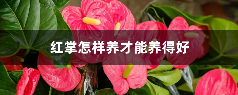 红掌怎样养才能养得好 红掌怎样养才能养得好