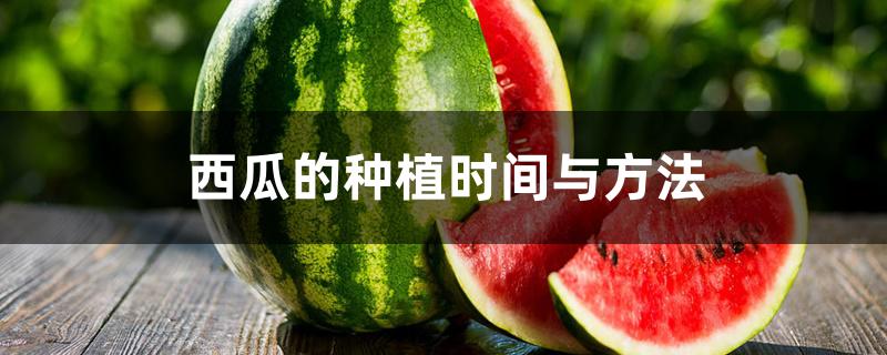 西瓜的种植时间与方法