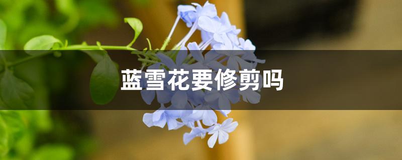 蓝雪花要修剪吗