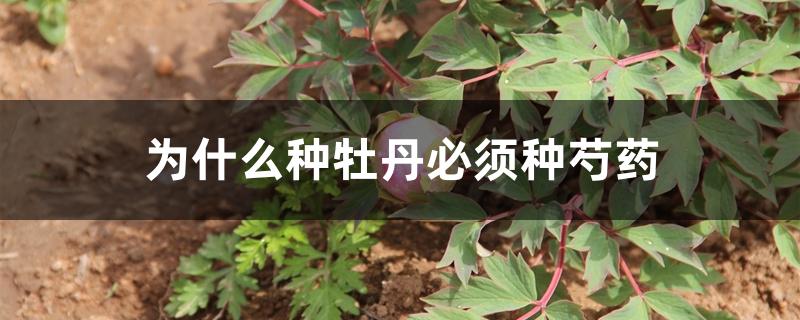 为什么种牡丹必须种芍药