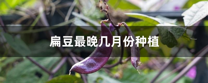 扁豆最晚几月份种植 扁豆最晚几月份种植