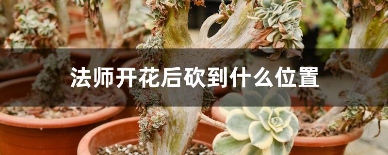 法师开花后砍到什么位置