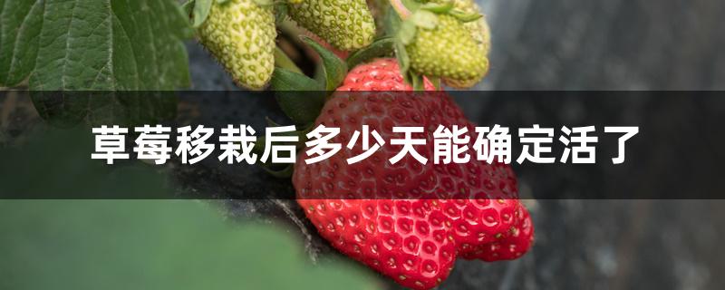 草莓移栽后多少天能确定活了