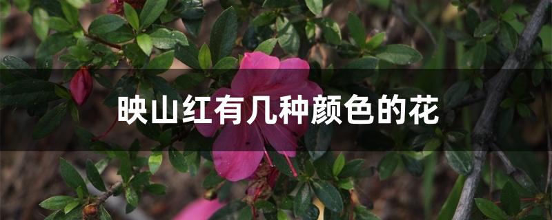 映山红有几种颜色的花