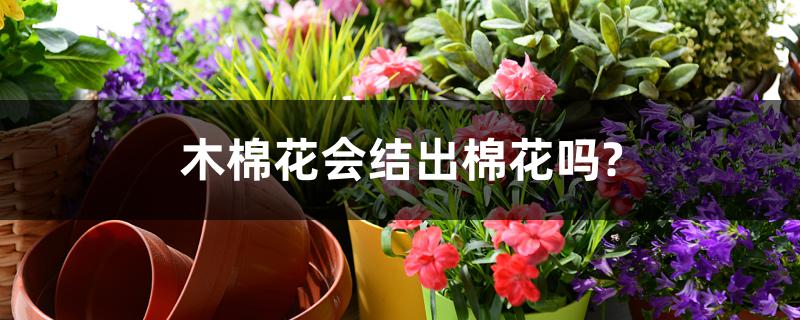 木棉花会结出棉花吗?