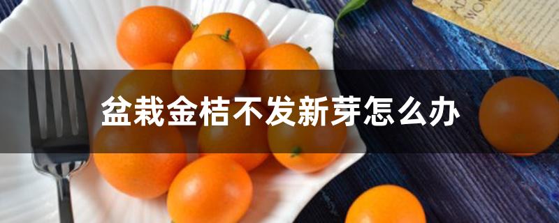 盆栽金桔不发新芽怎么办 盆栽金桔不发新芽怎么办