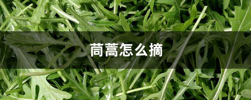 茼蒿怎么摘