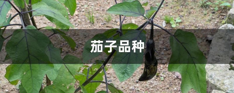 茄子品种