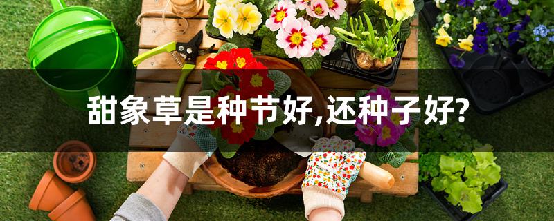 甜象草是种节好,还种子好?