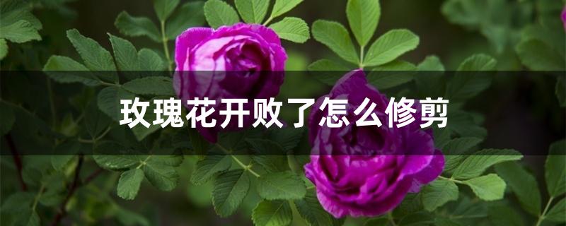 玫瑰花开败了怎么修剪