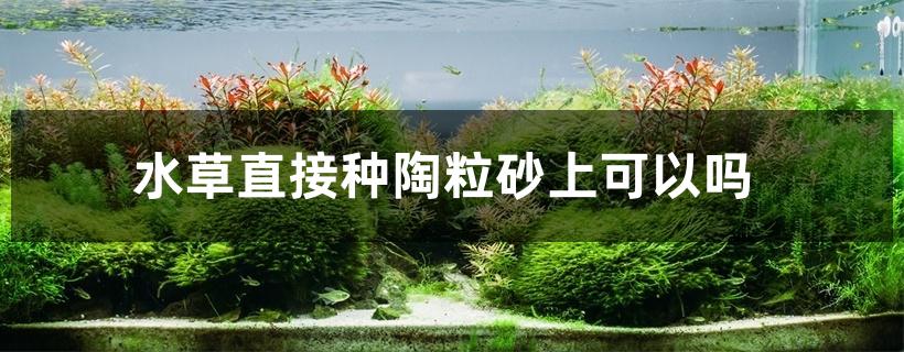 水草直接种陶粒砂上可以吗