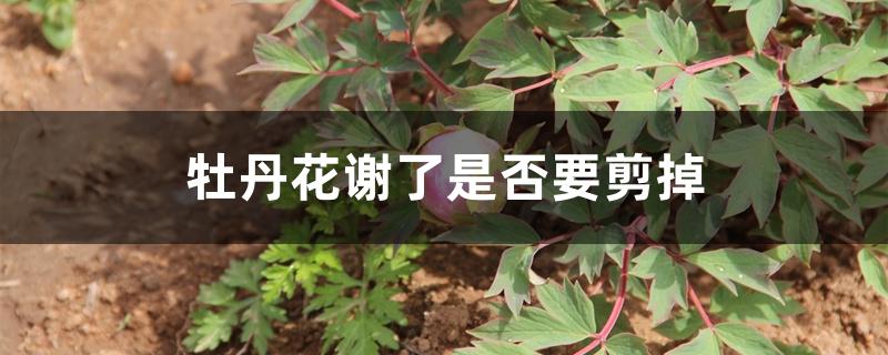 牡丹花谢了是否要剪掉