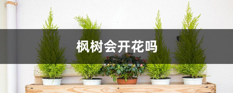 枫树会开花吗