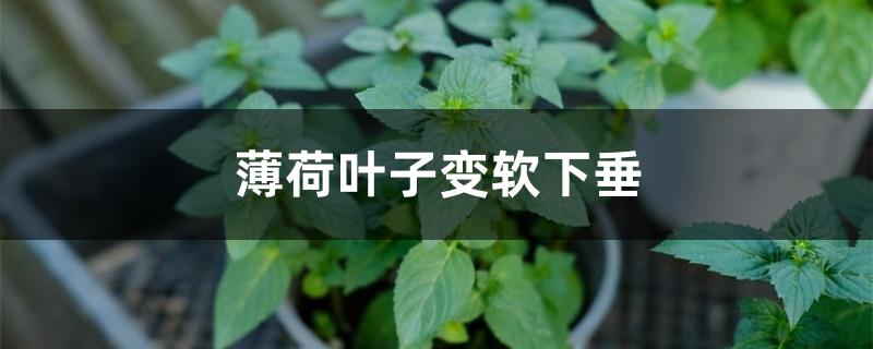 薄荷叶子变软下垂