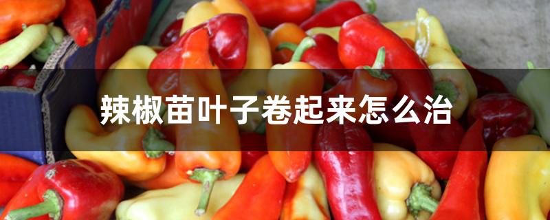 辣椒苗叶子卷起来怎么治