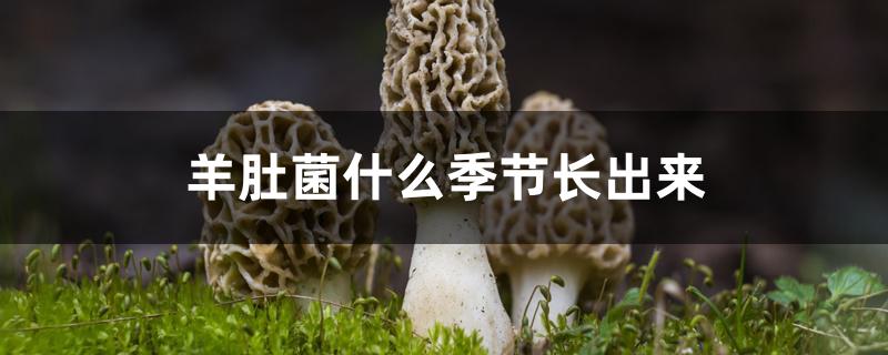 羊肚菌什么季节长出来