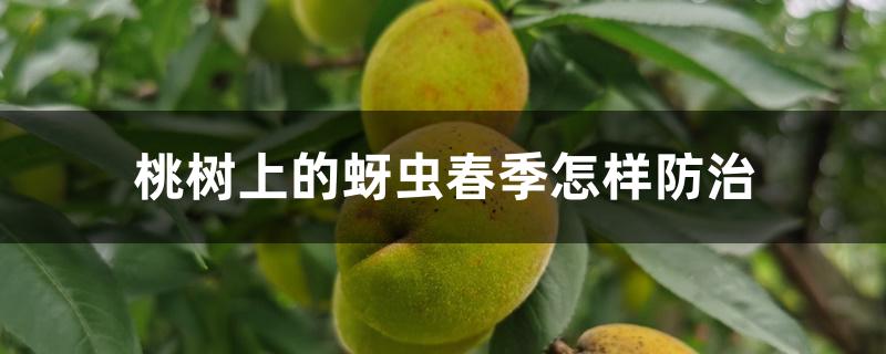 桃树上的蚜虫春季怎样防治