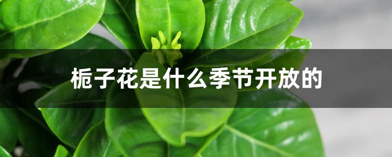 栀子花是什么季节开放的