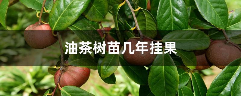 油茶树苗几年挂果