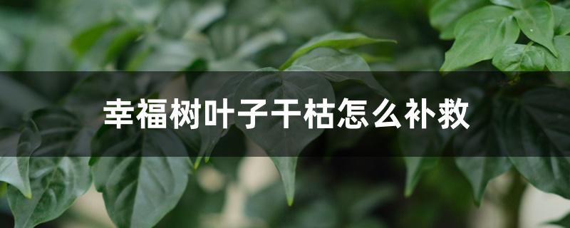 幸福树叶子干枯怎么补救