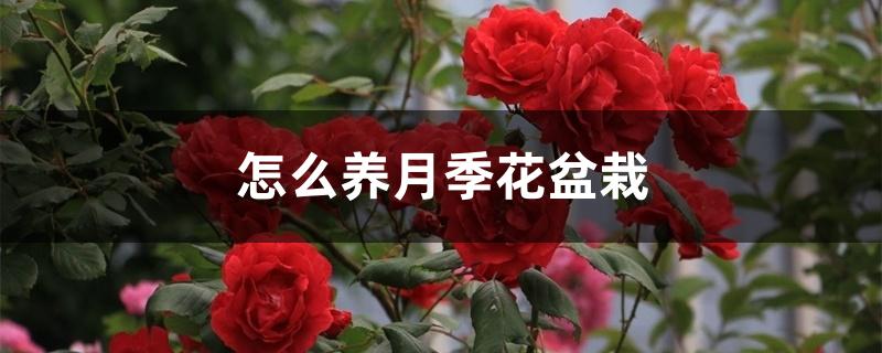 怎么养月季花盆栽