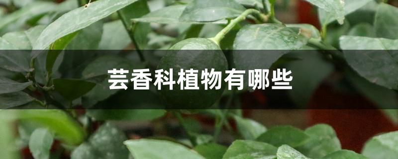 芸香科植物有哪些