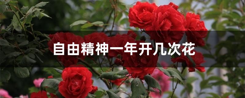 自由精神一年开几次花