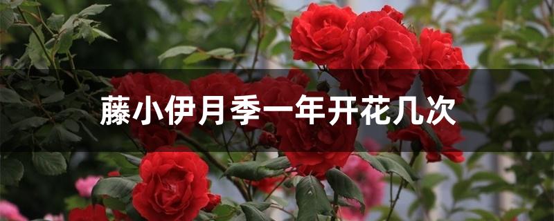 藤小伊月季一年开花几次