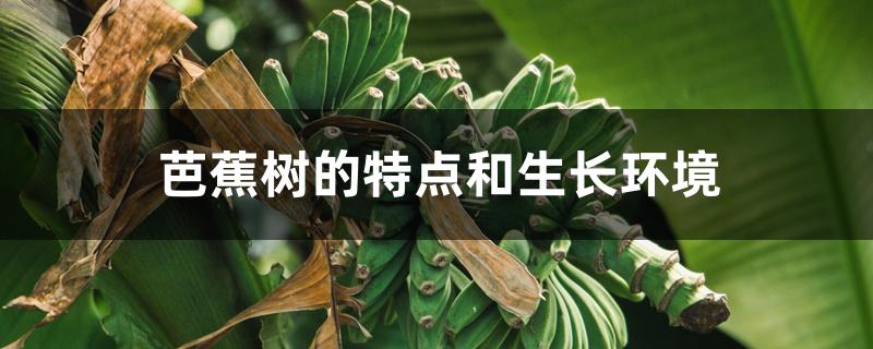 芭蕉树的特点和生长环境