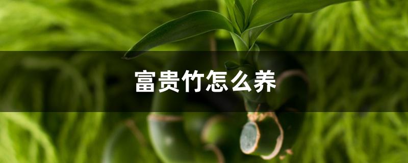 富贵竹怎么养