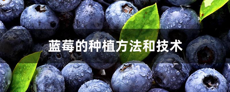 蓝莓的种植方法和技术 蓝莓的种植方法和技术