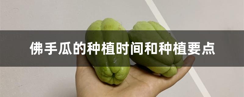 佛手瓜的种植时间和种植要点