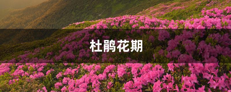 杜鹃花期