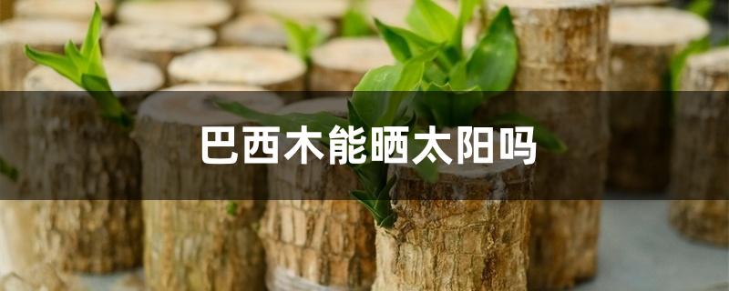 巴西木能晒太阳吗