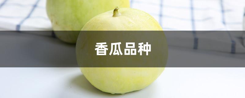 香瓜品种