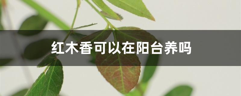 红木香可以在阳台养吗