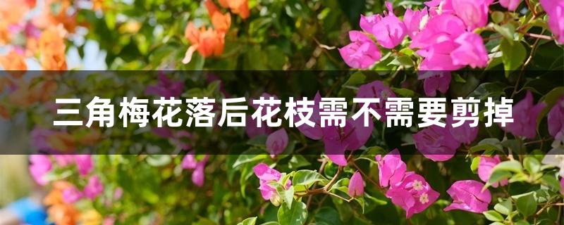 三角梅花落后花枝需不需要剪掉