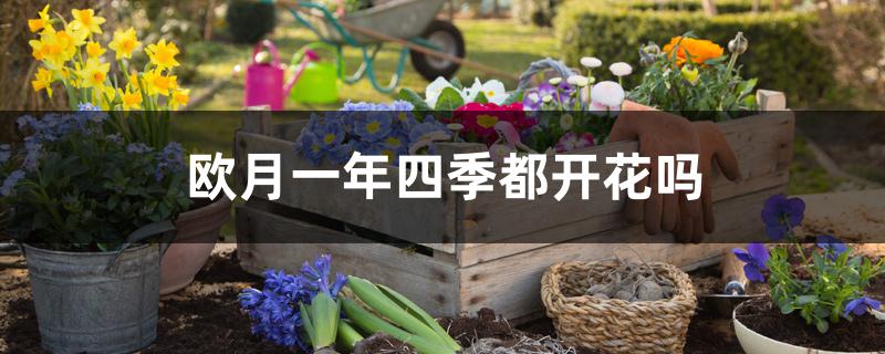 欧月一年四季都开花吗