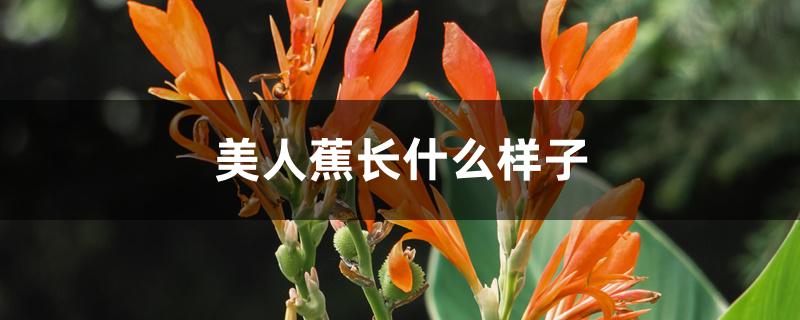 美人蕉长什么样子 美人蕉长什么样子