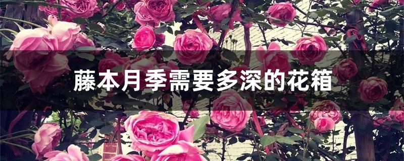 藤本月季需要多深的花箱